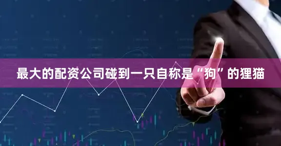 最大的配资公司碰到一只自称是“狗”的狸猫